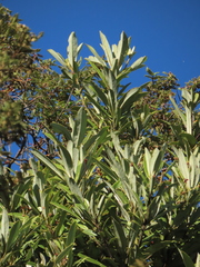 Drimys granadensis