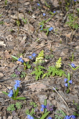 Corydalis cava marschalliana