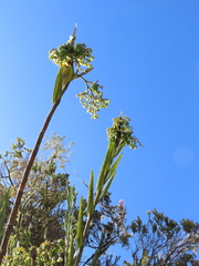 Epidendrum bogotense