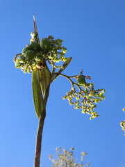 Epidendrum bogotense