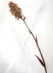 Dactylorhiza incarnata
