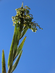 Epidendrum bogotense