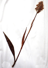 Dactylorhiza incarnata