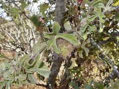 Passiflora pentaschista