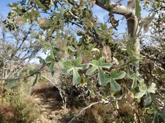 Passiflora pentaschista
