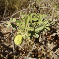 Passiflora pentaschista