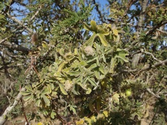 Passiflora pentaschista