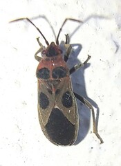 Tropidothorax maculatus