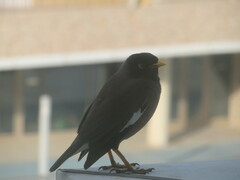 Acridotheres tristis