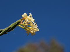 Epidendrum chioneum