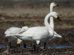 Cygnus columbianus columbianus