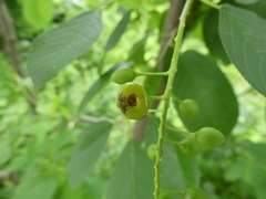 Contarinia virginianiae
