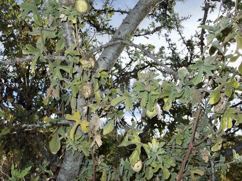 Image of Passiflora pentaschista by (c) Sue Carnahan, some rights reserved (CC BY)