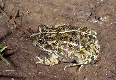 Tomopterna delalandii