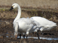 Cygnus columbianus columbianus