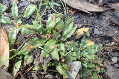 Plantago paradoxa