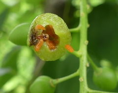 Contarinia virginianiae