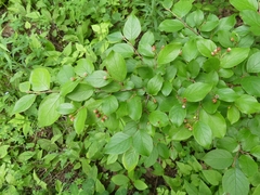 Cotoneaster lucidus