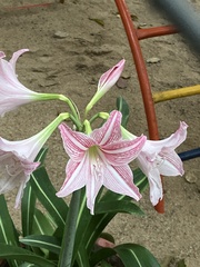 Hippeastrum