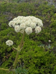 Angelica hendersonii