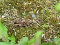 Paratlanticus ussuriensis