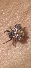 Thelacantha