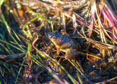 Pseudopaludicola canga