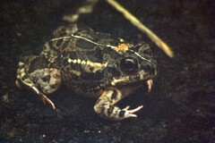 Tomopterna cryptotis