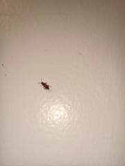 Anthocomus equestris