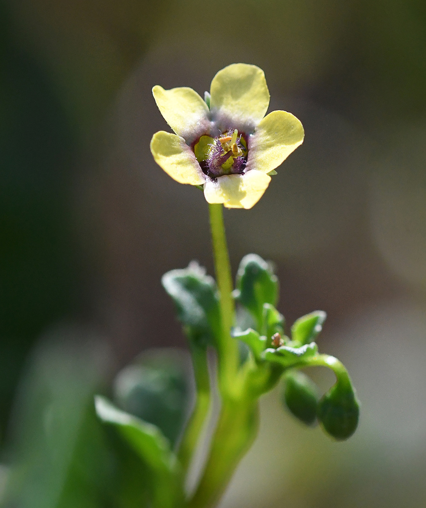 Diascia cuneata