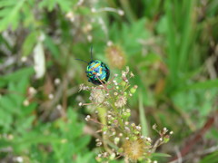 Poecilocoris splendidulus