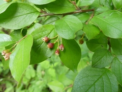 Cotoneaster lucidus