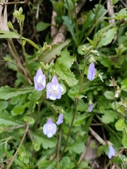 Mazus fauriei