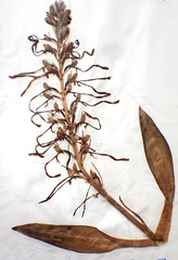 Himantoglossum hircinum