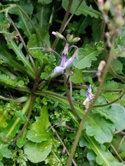 Mazus fauriei