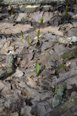 Tulipa sylvestris biebersteiniana