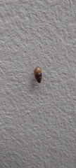 Cochlicopa lubrica