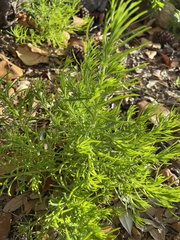 Suaeda linearis