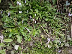 Mazus fauriei