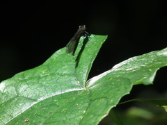 Chlorocyphidae
