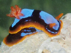 Chromodoris westraliensis