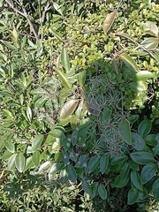 Clematis crassifolia