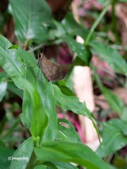 Callimormus saturnus