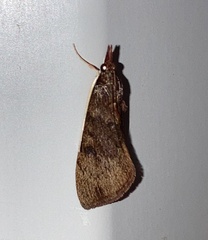 Uresiphita reversalis