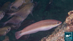 Halichoeres tenuispinis