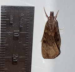 Uresiphita reversalis