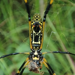 Trichonephila senegalensis
