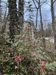 Berberis