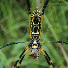 Trichonephila senegalensis