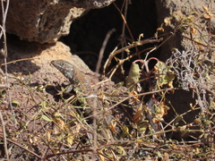 Gallotia atlantica
